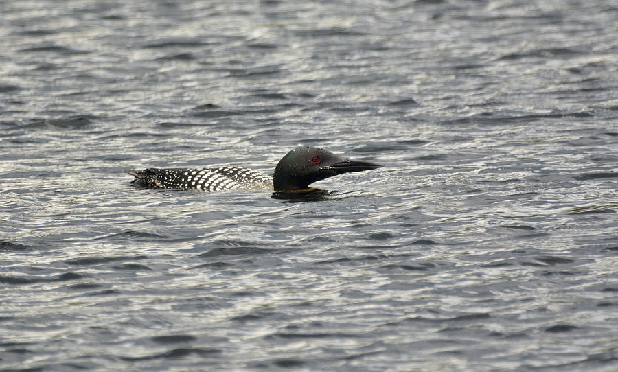 Low-Lying Loon Photograph by David Porteus