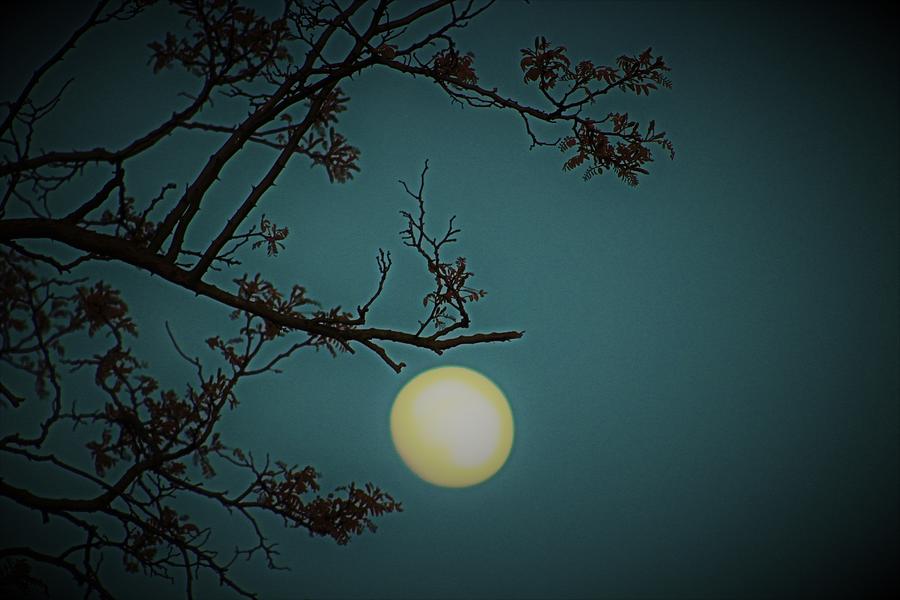 Low Moon Photograph by Loretta S - Pixels