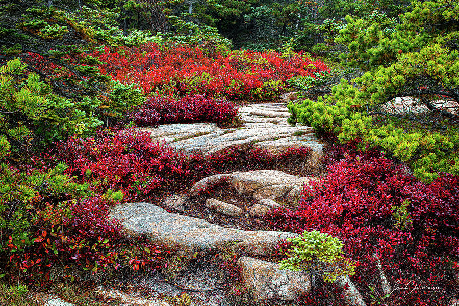 Low Sweet Blueberry in Acadia NP Photograph by William Christiansen