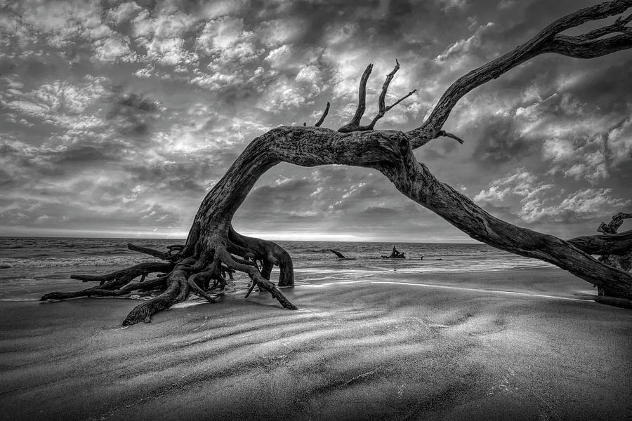 Low Tide at Sunrise at Driftwood Beach Jekyll Island Black and W Photograph by Debra and Dave Vanderlaan