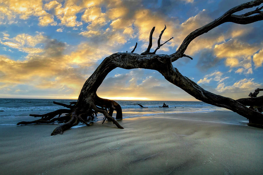 Low Tide at Sunrise at Driftwood Beach Jekyll Island Photograph by Debra and Dave Vanderlaan