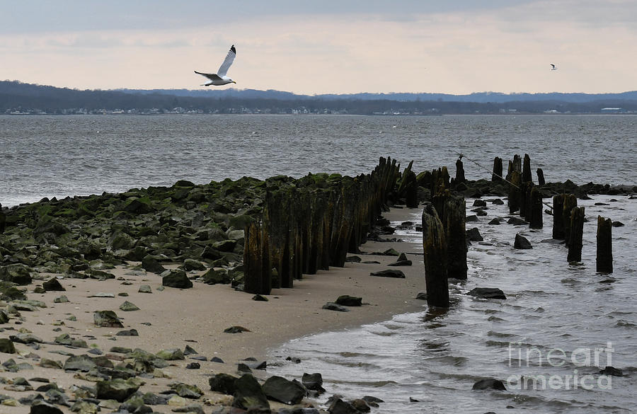 Seagull Photograph - Low Tide at the Jersey Shore by Paul Ward