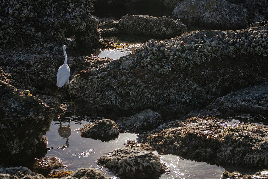 Landscape Photograph - Low Tide Crane by Tanya Doan