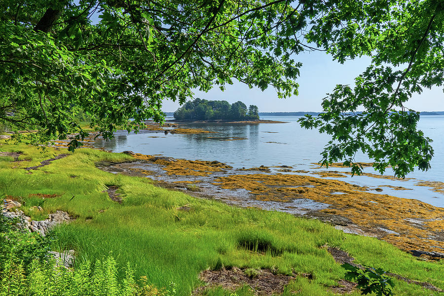 Low Tide in Maine Photograph by Tammy Wetzel