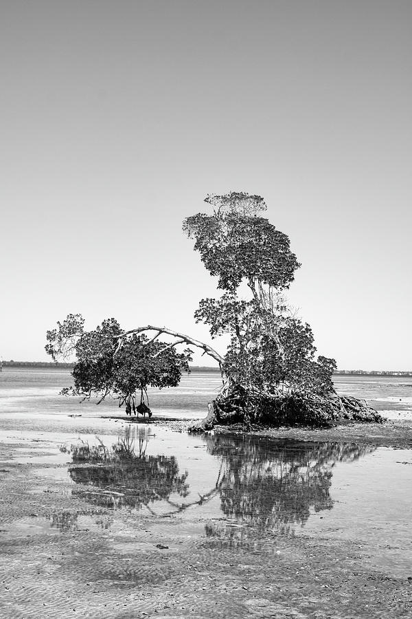 Low Tide Mangroves Photograph by Robert Wilder Jr