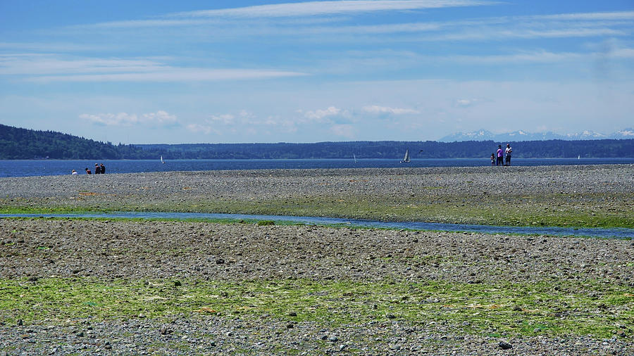 Low Tide South Puget Sound Photograph by Cathy Anderson