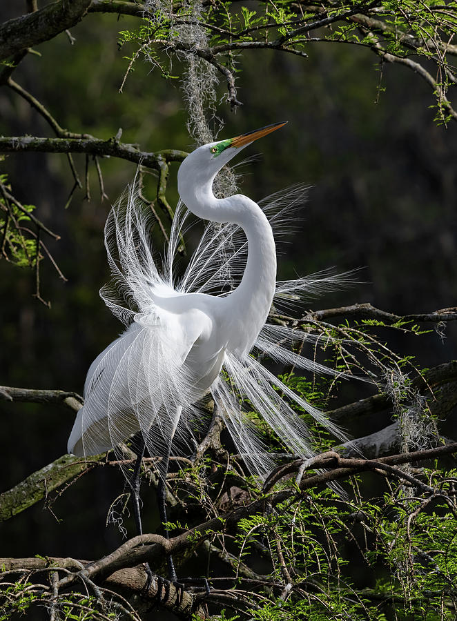 Bird Photograph - Lowcountry Angel - Great Egret by Carl Amoth