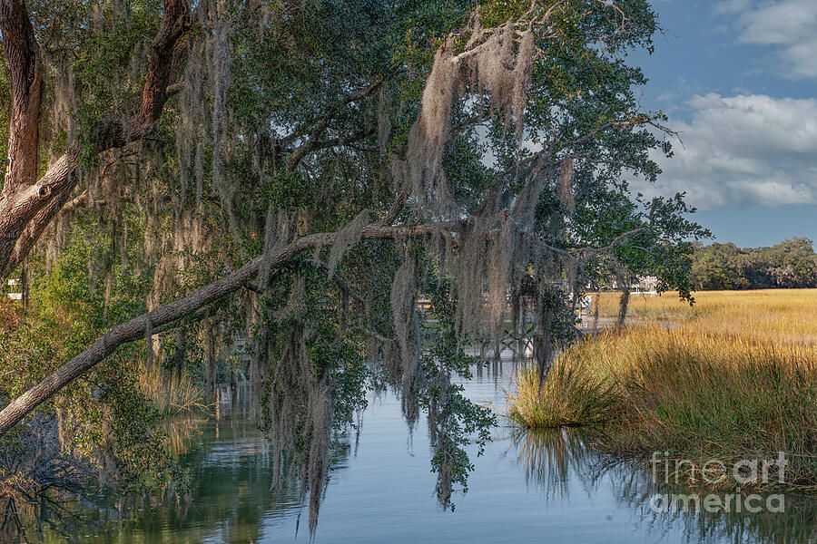 Lowcountry Creek Photograph by Dale Powell