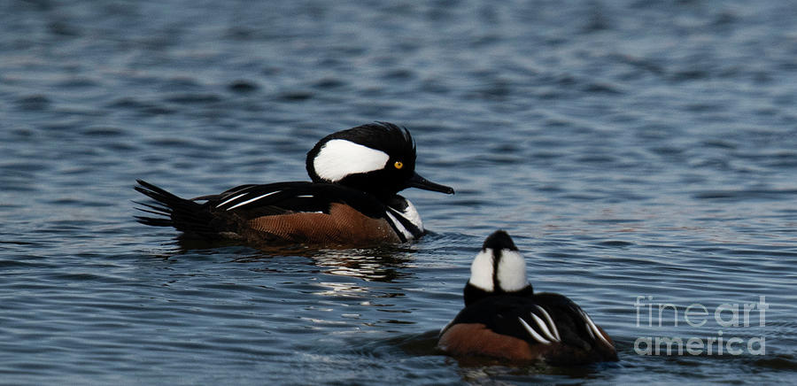 Lowcountry Ducks - Wando River - Charleston Photograph