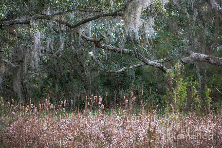 Nature Photograph - Lowcountry Field of Dreams by Dale Powell