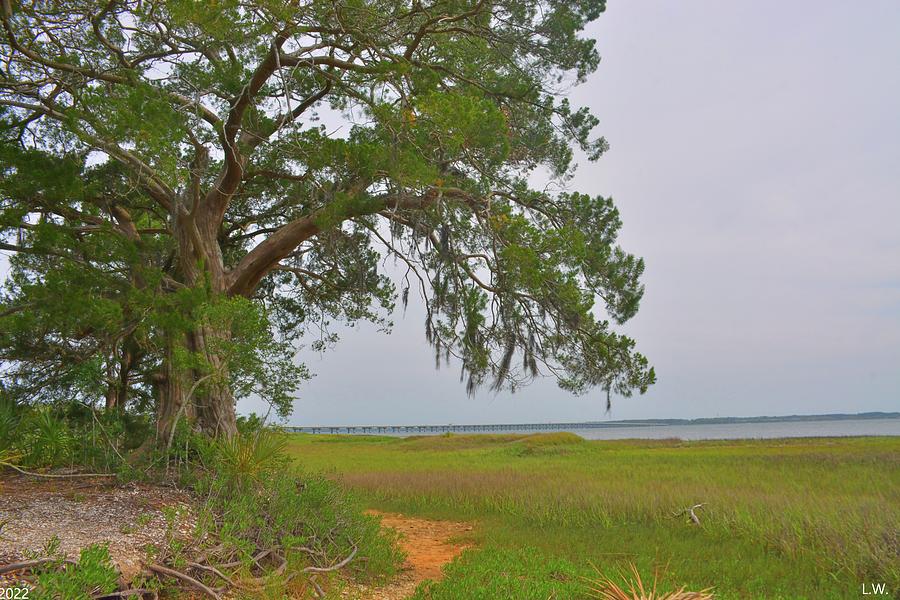 Lowcountry Landscape Photograph by Lisa Wooten
