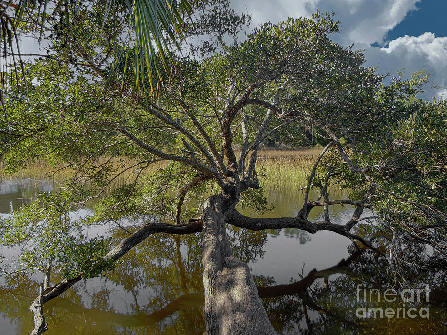 Lowcountry Live Oak Tree Stretch Over The Salt Marsh Photograph