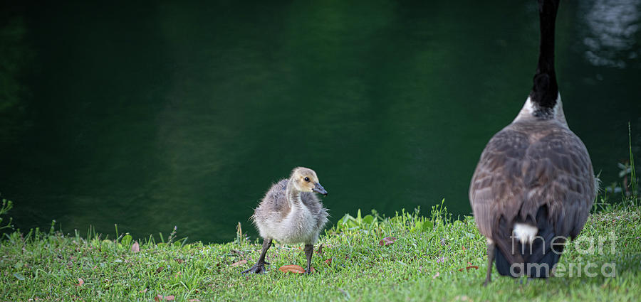 Goose Photograph - Lowcountry Treasures - Baby Gosling - Furry Baby - Soft Feathers by Dale Powell