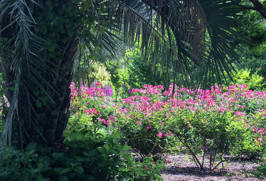 Lowcountry Tropical Garden Photograph by Suzanne Gaff