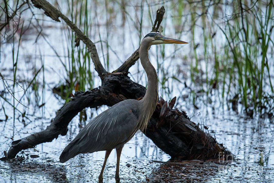 Lowcountry Wetlands - Great Blue Heron Photograph by Dale Powell