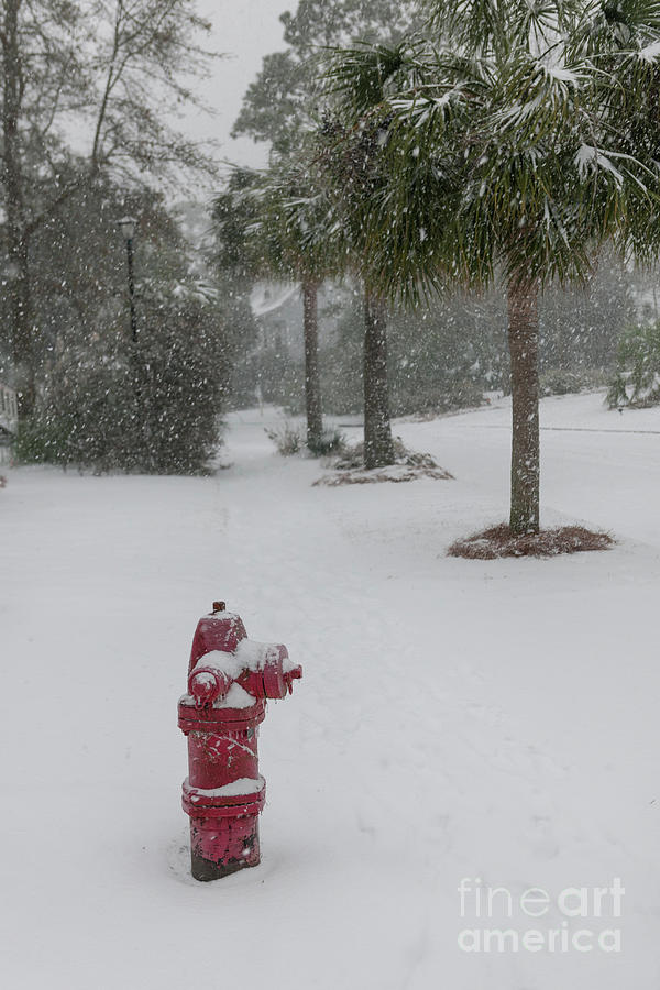 Lowcountry Winter Snow - January -3-2018 Photograph by Dale Powell