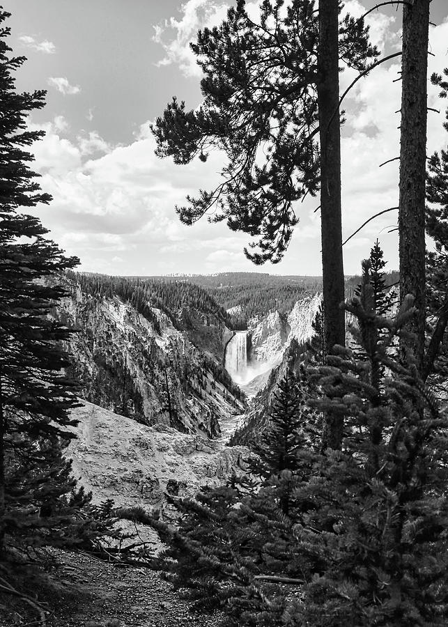 Lower Falls Artist Point Through the Trees Vertical Black and White Photograph by Judy Vincent
