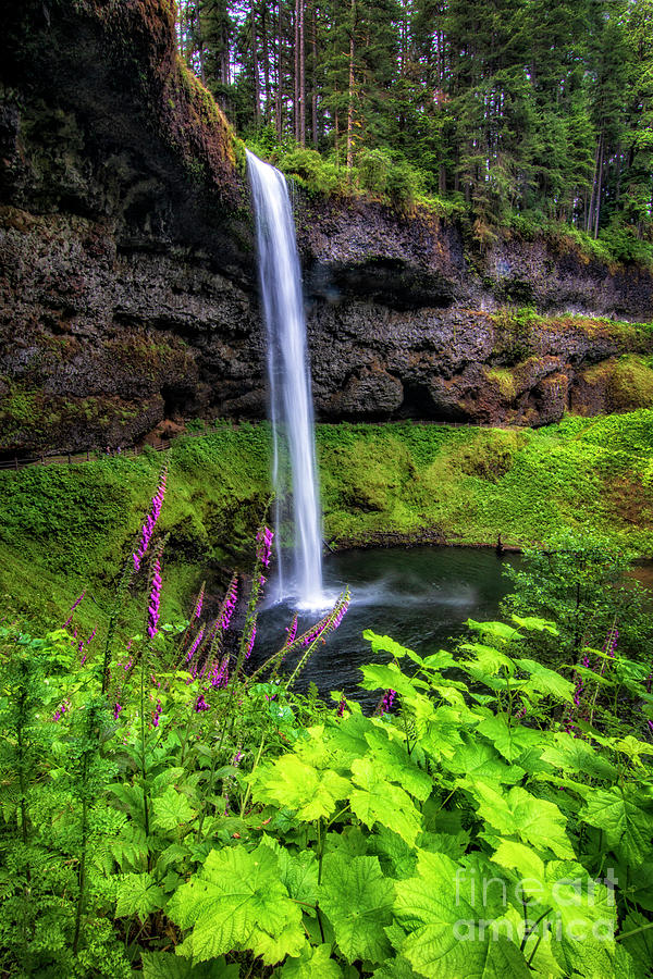 Lower Falls at Silver Falls - Fox Glove Photograph by Sonya Lang