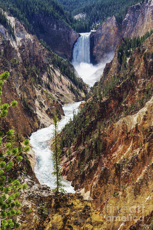 Lower Falls Yellowstone Photograph by Jennifer White