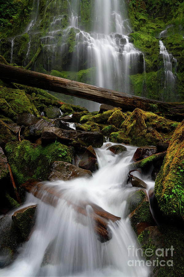 Lower Proxy Falls in Oregons Willamette National Forest  Photograph by Tom Schwabel
