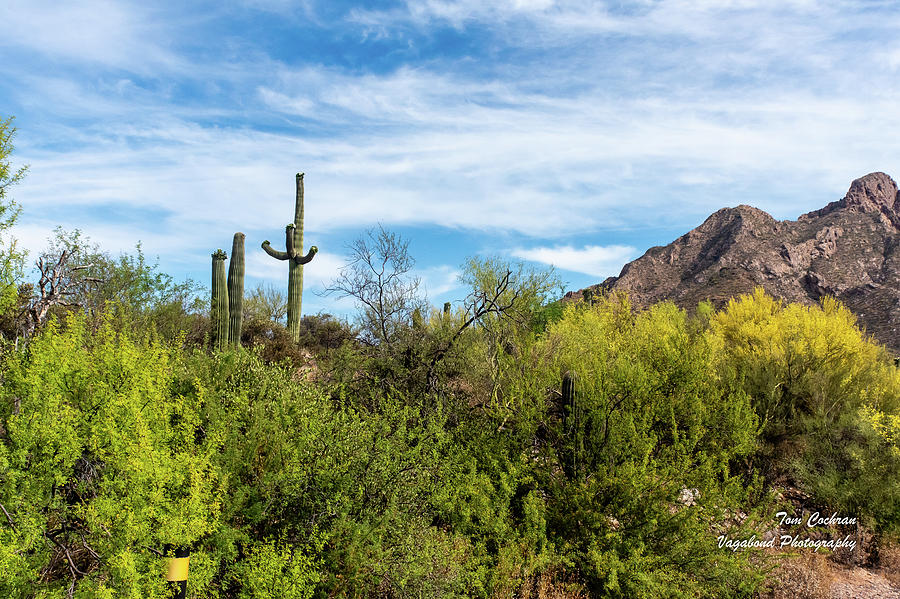 Lower Sonoran Vegetation in Tucson Photograph by Tom Cochran