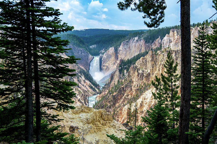 Lower Yellowstone Falls Through the Pines Photograph by Rose Guinther