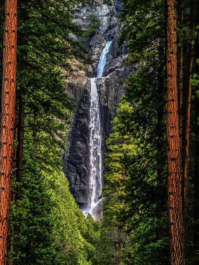 Lower Yosemite Falls Through The Trees Photograph by Bill Gallagher