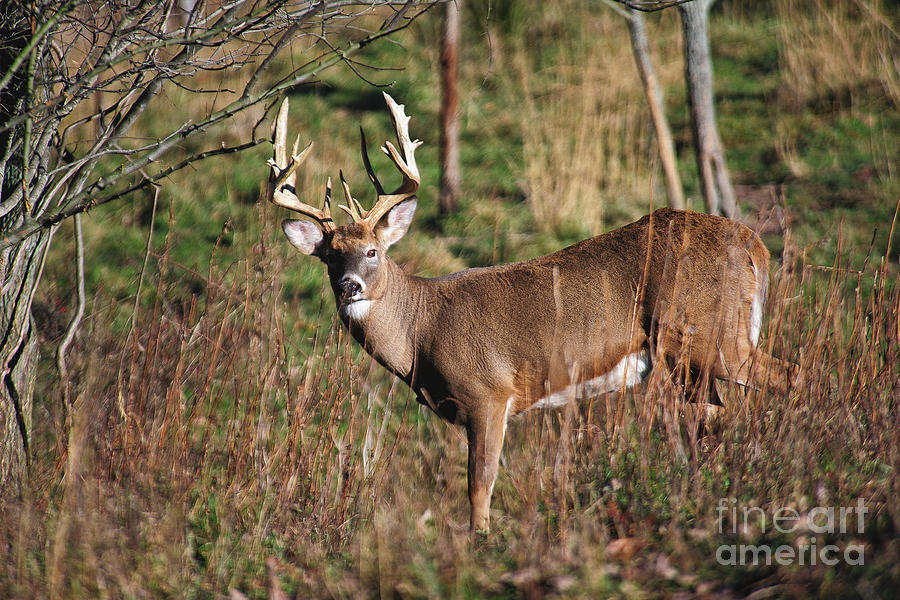 Deer Photograph - Lowland Edge Whitetail Deer by Timothy Flanigan