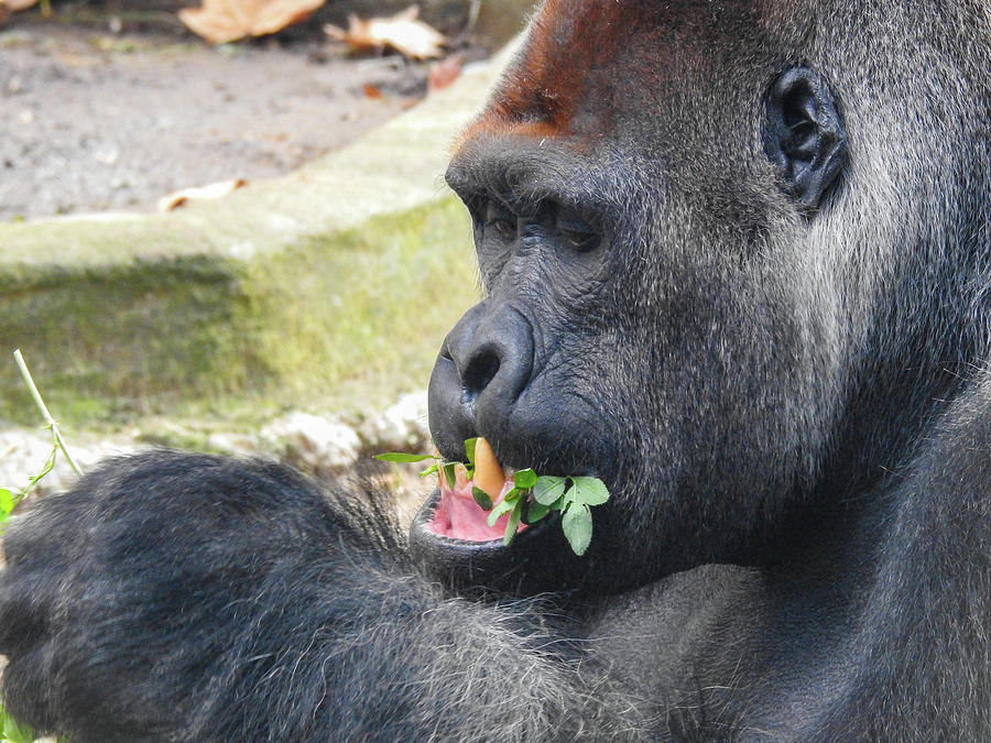 Lowland Gorilla Eating Leaves Photograph by Lisa Crawford