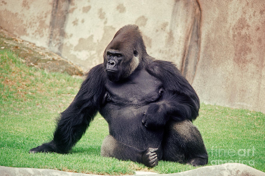 Lowland Gorilla Photograph by Kenneth W Fink