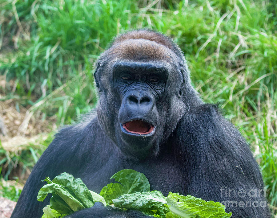 Lowland Gorilla  Photograph by Shirley Dutchkowski