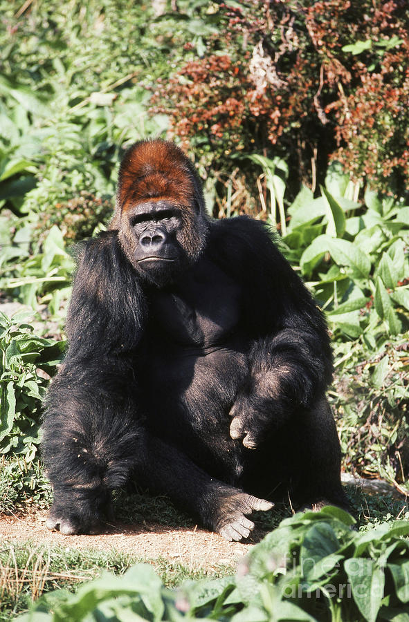 Lowland Gorilla Photograph by Tom McHugh