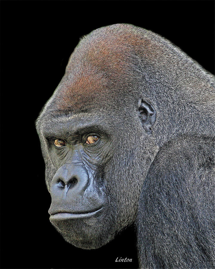 silverback gorilla art