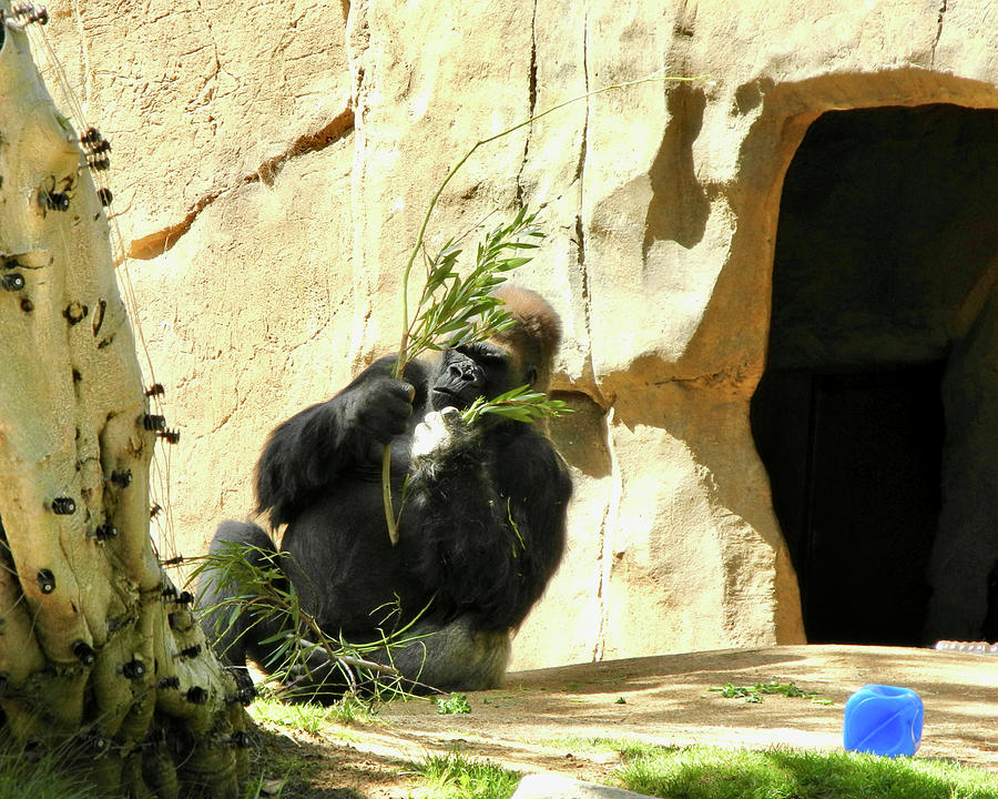 Lowlands Gorilla in San Diego Zoo Safari, Escondido, CA. Photograph by Ruth Hager