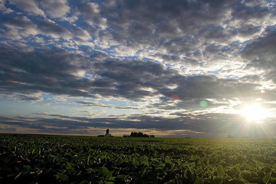 Lowlight Flare July Beans Photograph by Dylan Punke