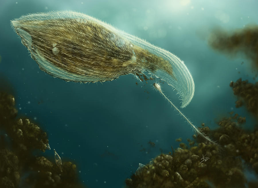 Loxophyllum attacked by Lacrymaria Digital Art by Katelyn Solbakk Loxophyllum attacked by Lacrymaria Digital Art by Katelyn Solbakk