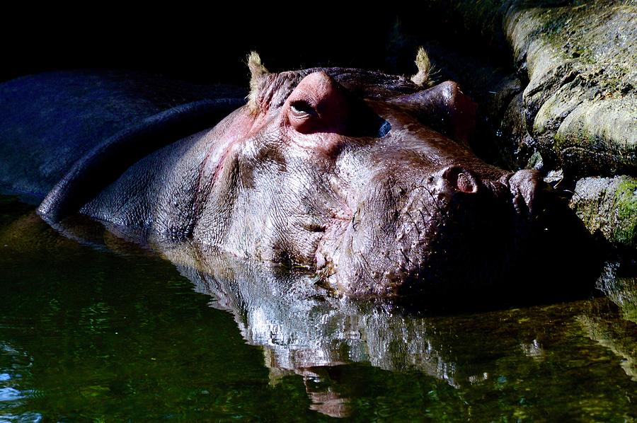 Lu at Homosassa Springs State Park. Photograph by Warren Thompson