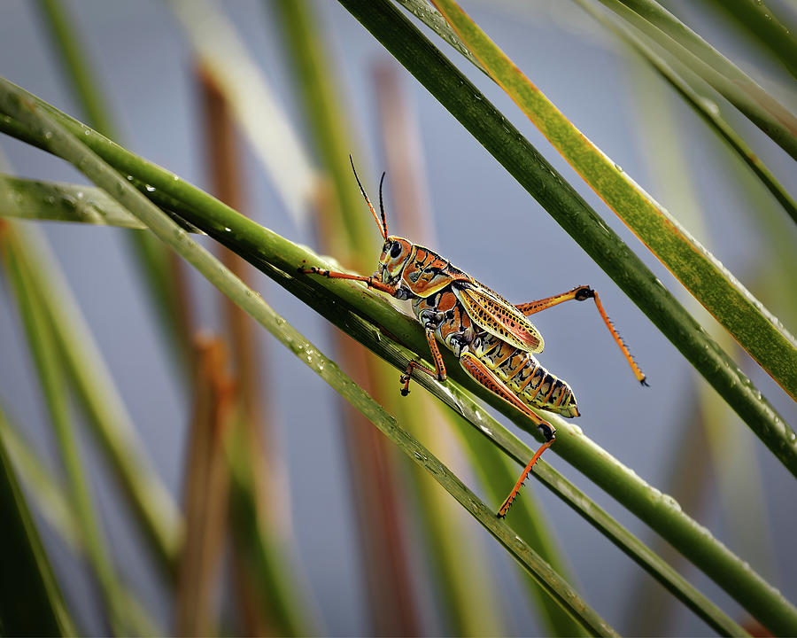 Lubber Grasshopper Photograph by Rudy Umans