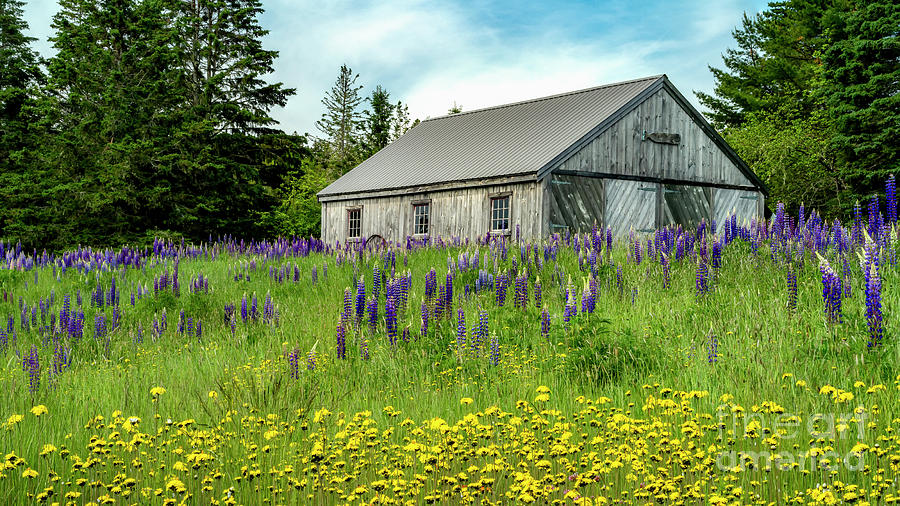 Lubec Lupines and Barn Photograph by Craig Shaknis