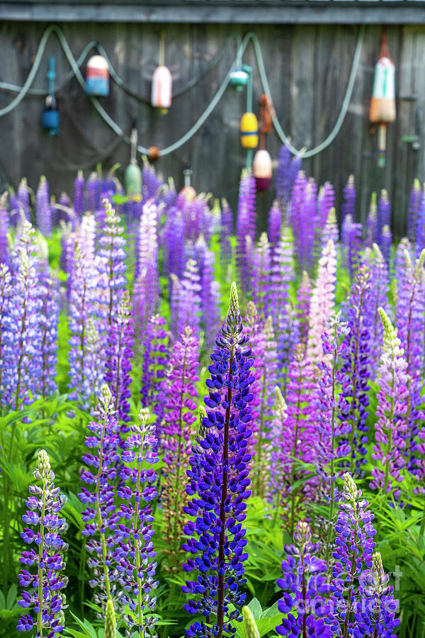 Lubec Lupines Photograph by Craig Shaknis