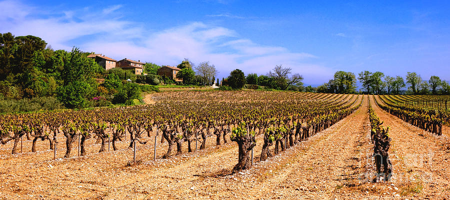 Luberon Vineyard Photograph by Olivier Le Queinec