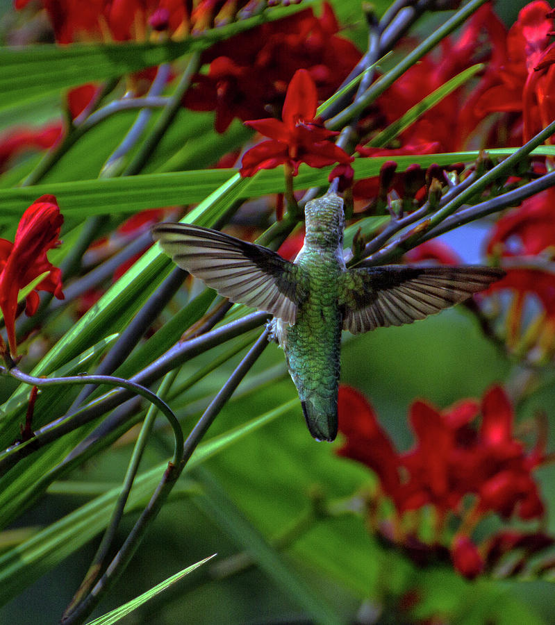Lucifer Flowers Hummingbird Photograph by Robert Pilkington