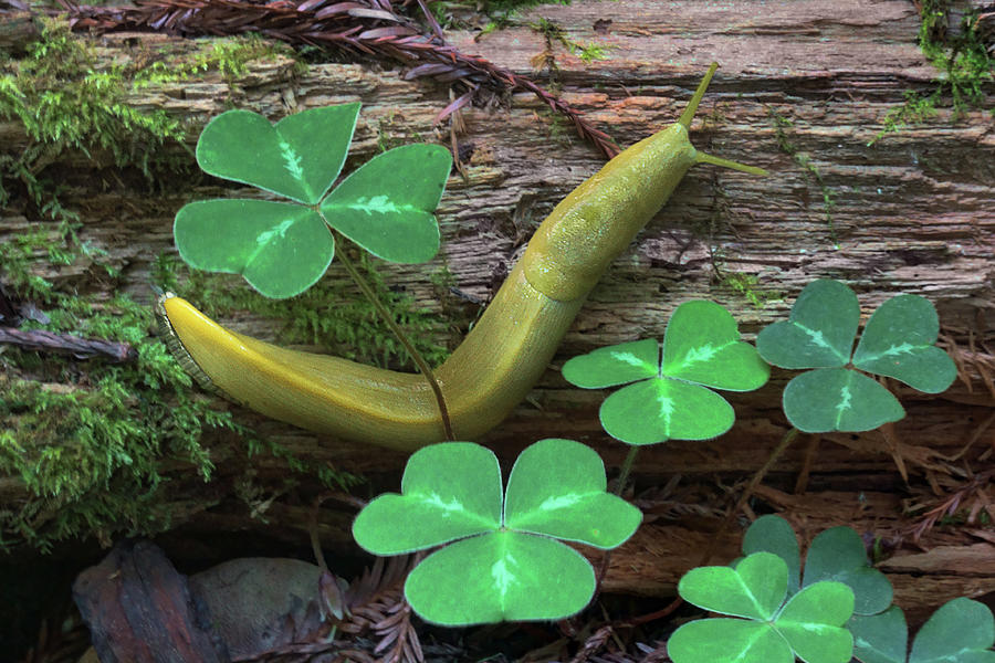Luck - Banana Slug Photograph by Nikolyn McDonald