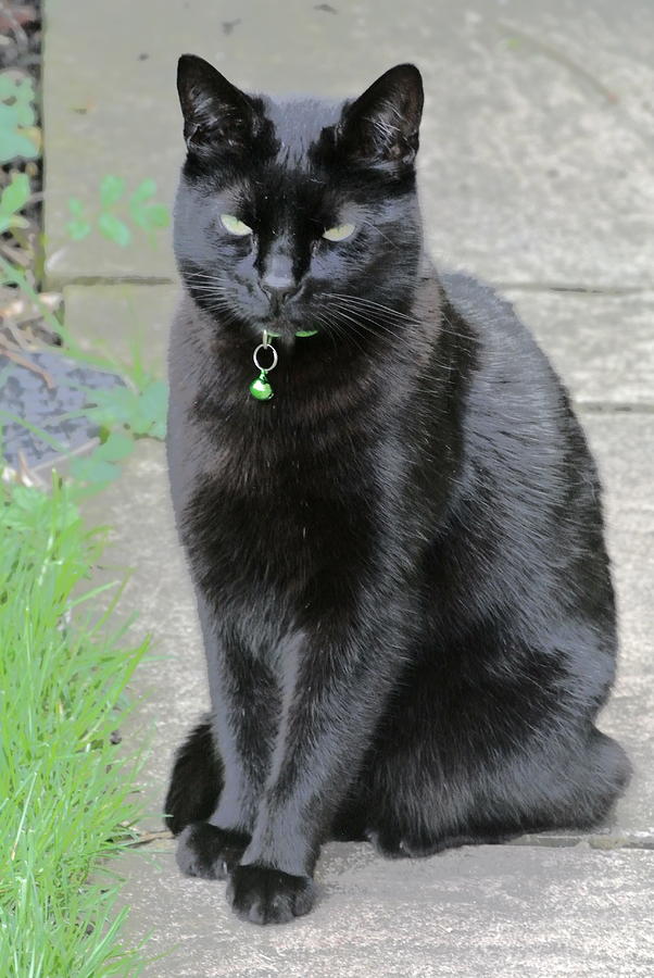 Lucky Black Cat DV Photograph by Lynne Iddon - Fine Art America