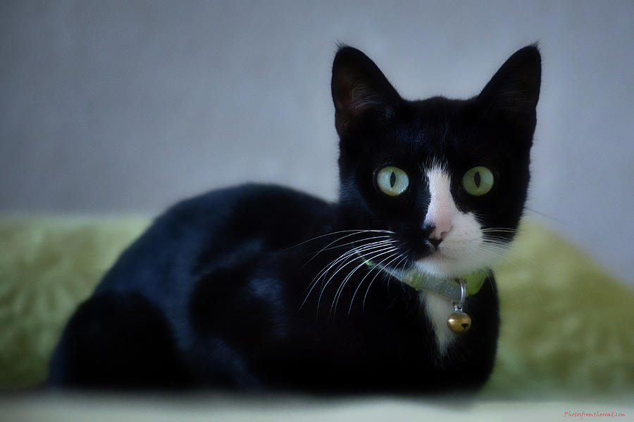 Lucky Cat 1 Photograph by Rene Vasquez