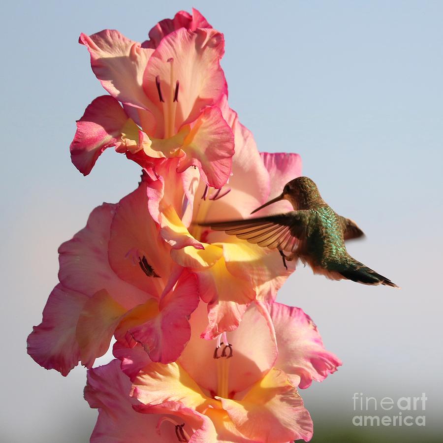 Lucky Day Hummingbird Photograph by Carol Groenen