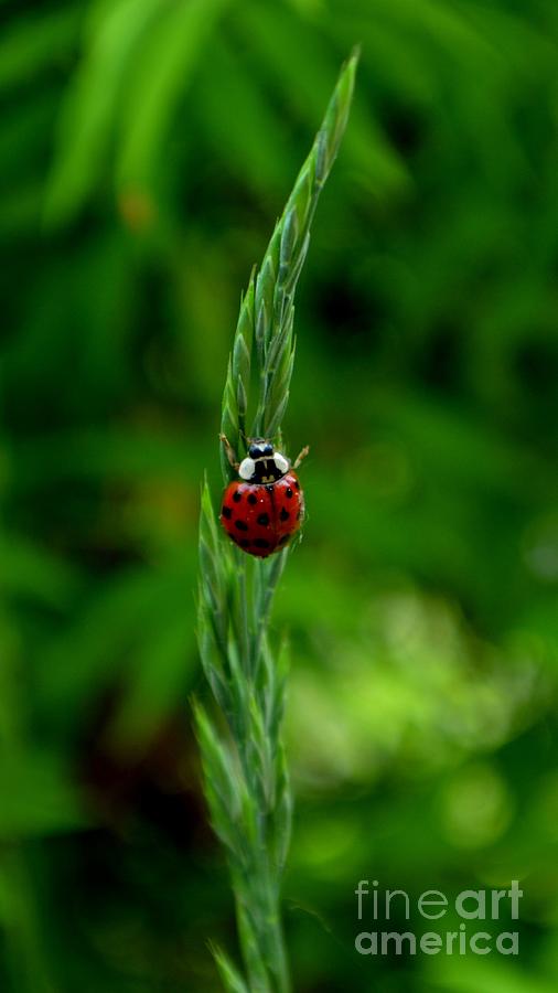 Ladybug Photograph - Lucky Ladybug by Ekta Gupta
