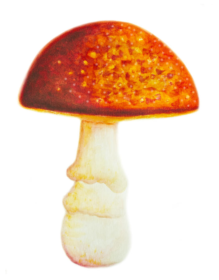 Mushroom Drawing - Lucky Mushroom by Iris Richardson