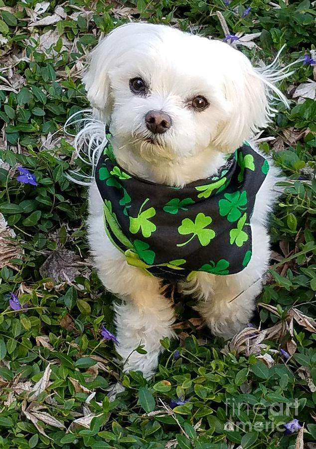 Lucky Maltese Pup Photograph by Sandi Howell