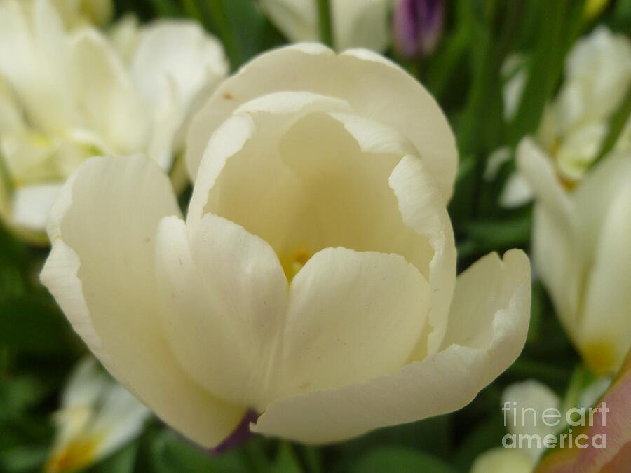 Luckystar White Tulip Photograph by Lingfai Leung